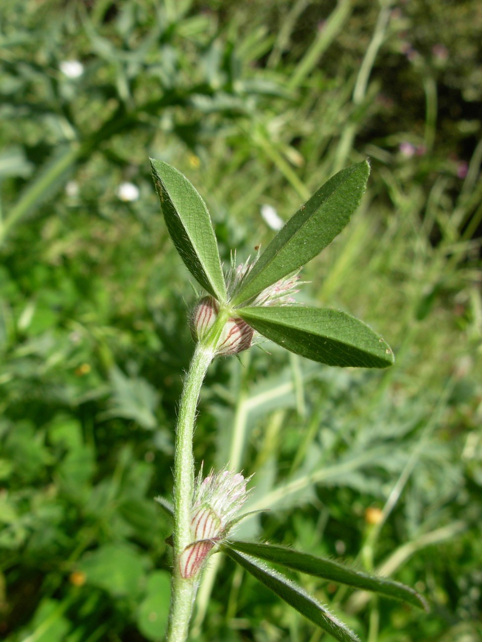 Trifolium striatum subsp. tenuiflorum (Ten.) Arcang.